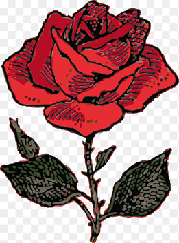 Rose Drawing, Rose Vine s, color, plant Stem png thumbnail