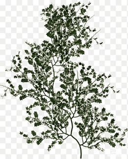 Vine Tree, tree, herbaceous Plant, leaf png thumbnail