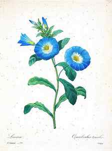 Wall Art - Drawing - Morning Glory, illustration 1827 r1 by Botany