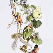 Feasting And Fun Among The Fuschias by Richard Doyle