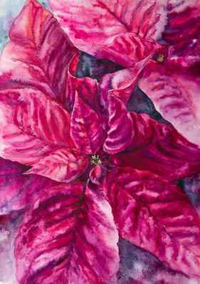 Poinsettia magenta thumb