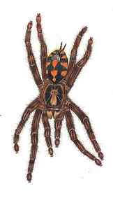 Wall Art - Drawing - Hapalopus sp. colombia large by Yichen Gao