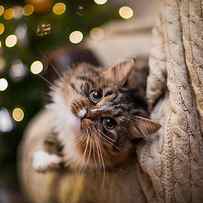 Tabby Cat Plays At The Christmas Tree by Dezy